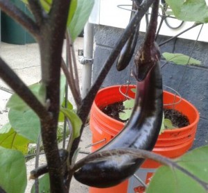 eggplant 2013a