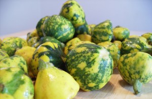 Pattypan Squash 005